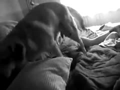 Animal dildo banging its sleeping owner